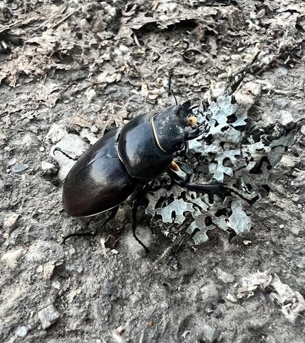 European Stag Beetle