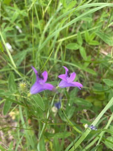 Spreading Bellflower