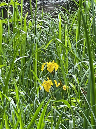 Yellow Iris