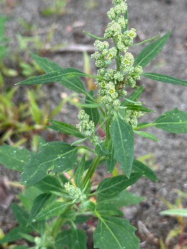 Common Lambsquarters