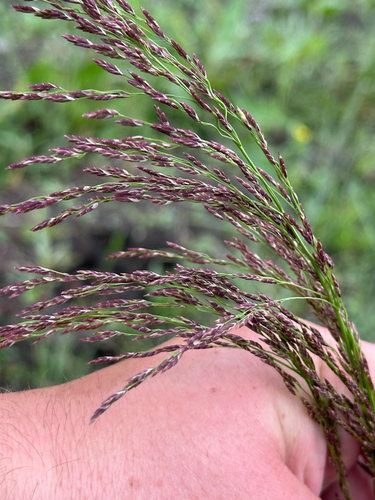 American manna grass