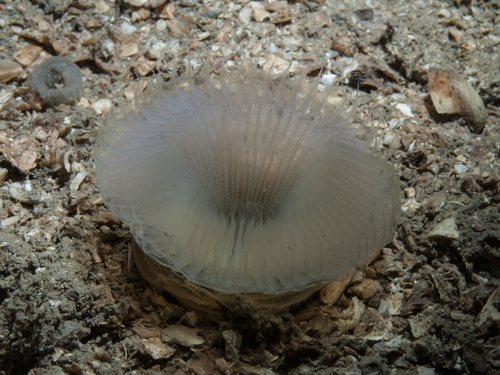 Myxicola infundibulum
