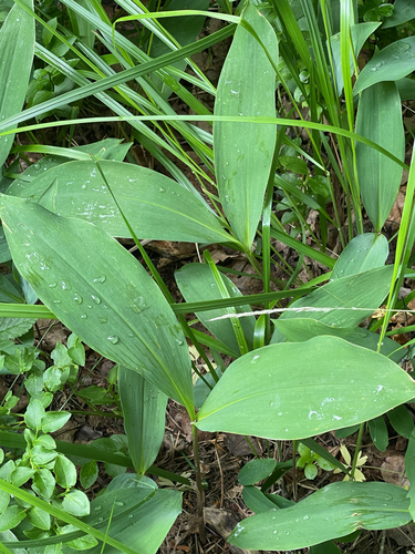 European lily of the valley