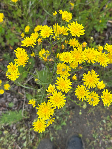 narrow-leaved hawksbeard