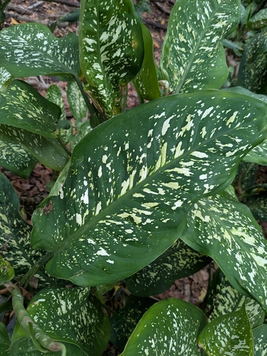 Dieffenbachia observed 2026-06-09