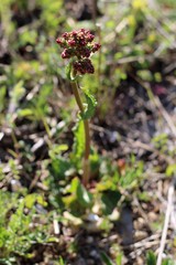 Rumex tuberosus