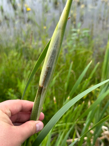 broadleaf cattail
