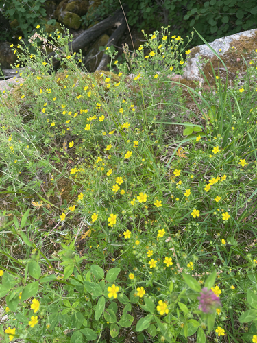 Silvery Cinquefoil