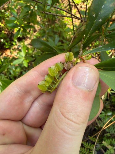 Cliftonia monophylla, photograph 3