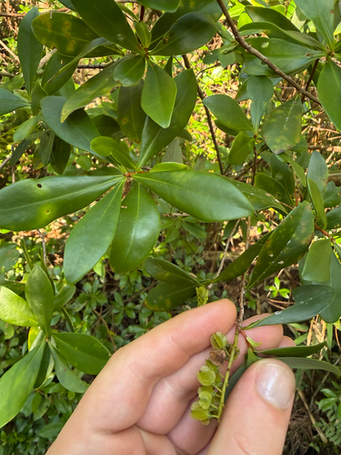 Cliftonia monophylla, photograph 1