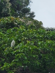Egretta garzetta