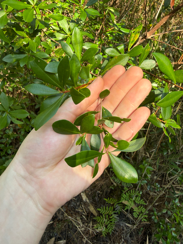 Cliftonia monophylla, photograph 2