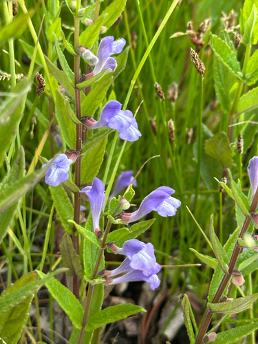 Marsh Skullcap
