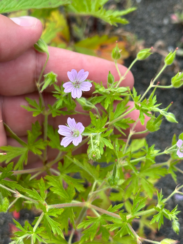 Northern Cranesbill