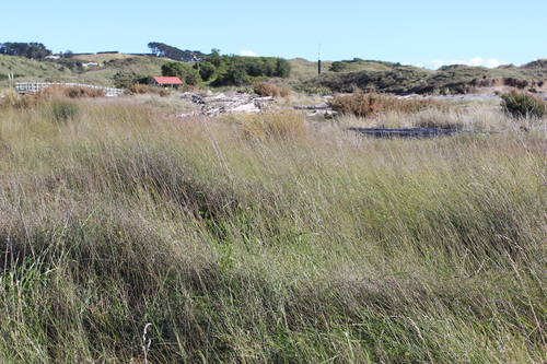 Machaerina juncea, photograph 4