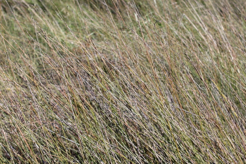 Machaerina juncea, photograph 5