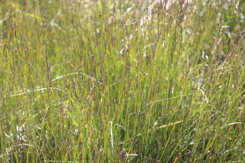 Machaerina juncea, photograph 6