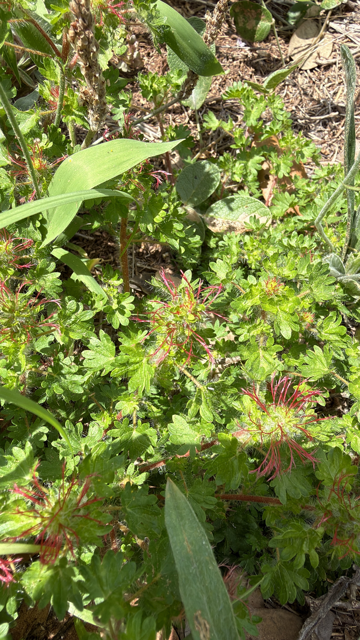 Acalypha radians