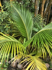Cocos nucifera