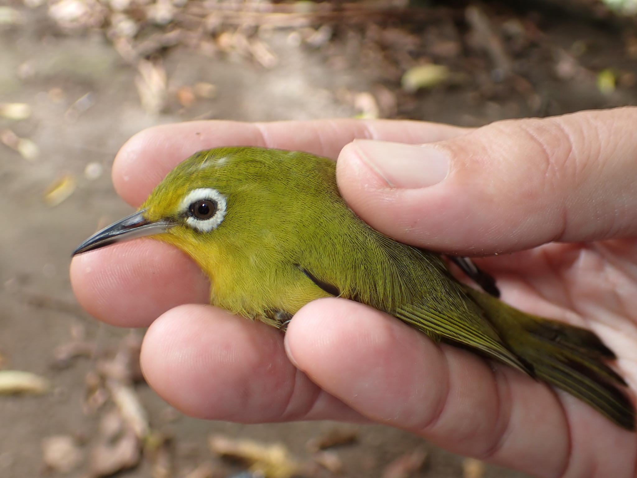 Vanuatu White-eye (Zosterops flavifrons), photo 3