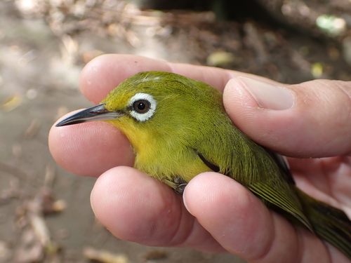 Vanuatu White-eye (Zosterops flavifrons), photo 5