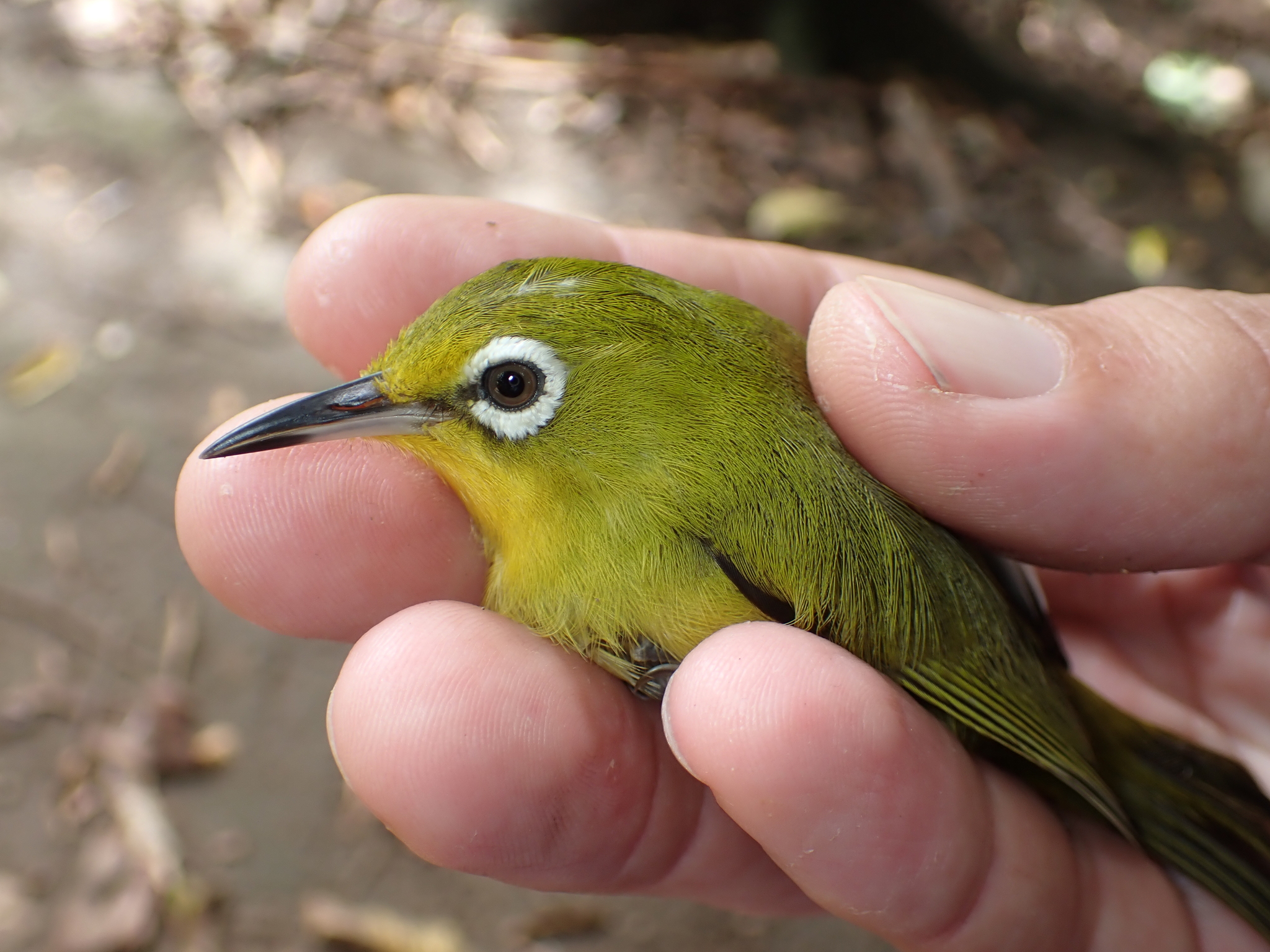 Vanuatu White-eye (Zosterops flavifrons), photo 5