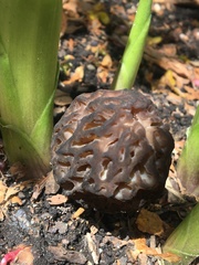 Morchellaceae