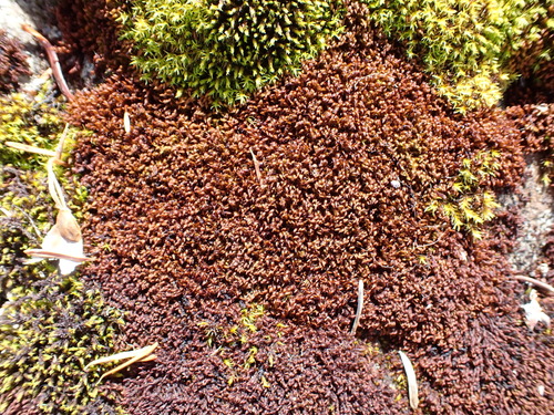 Andreaea nivalis observed 2026-06-28