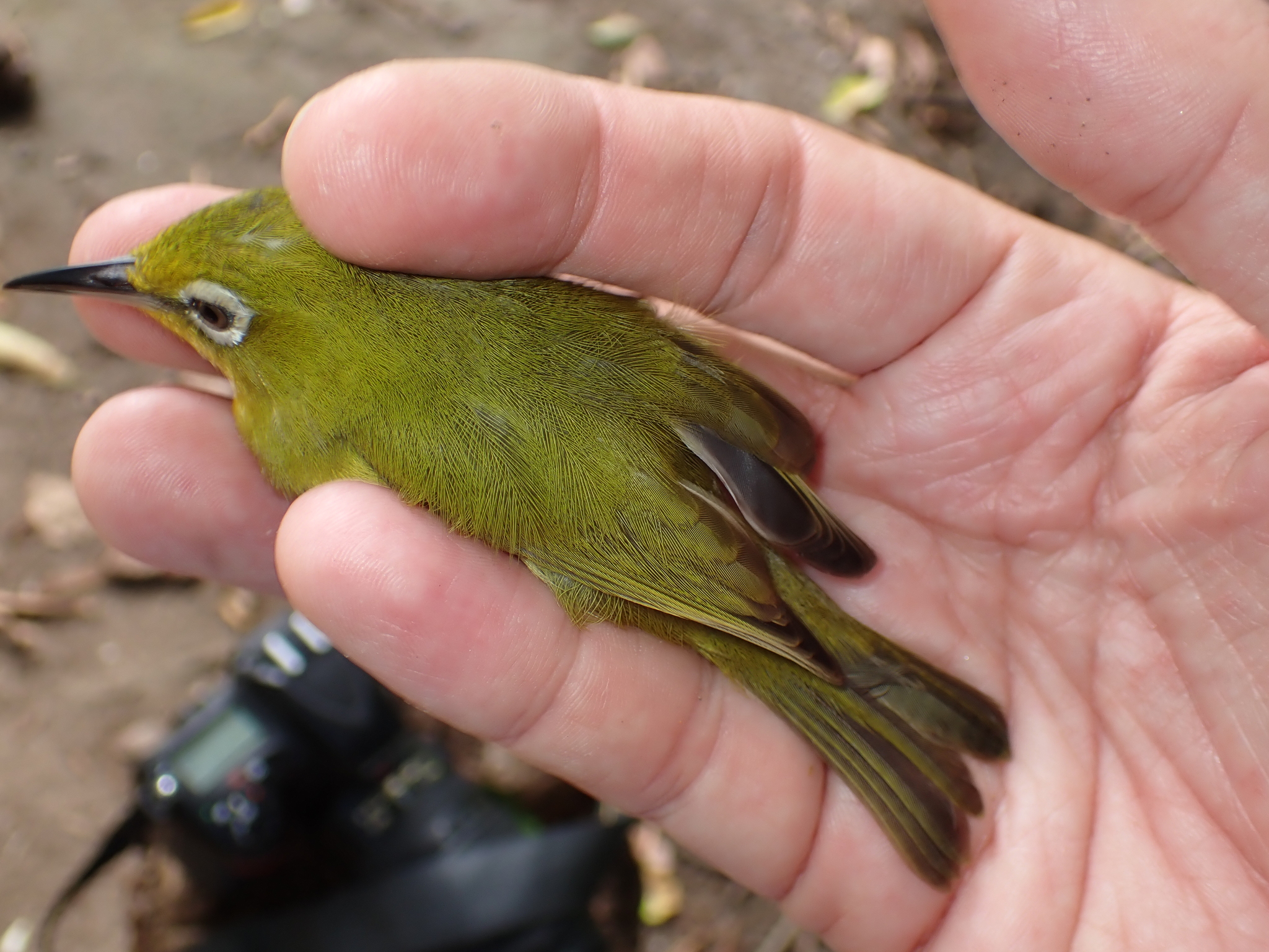 Vanuatu White-eye (Zosterops flavifrons), photo 6