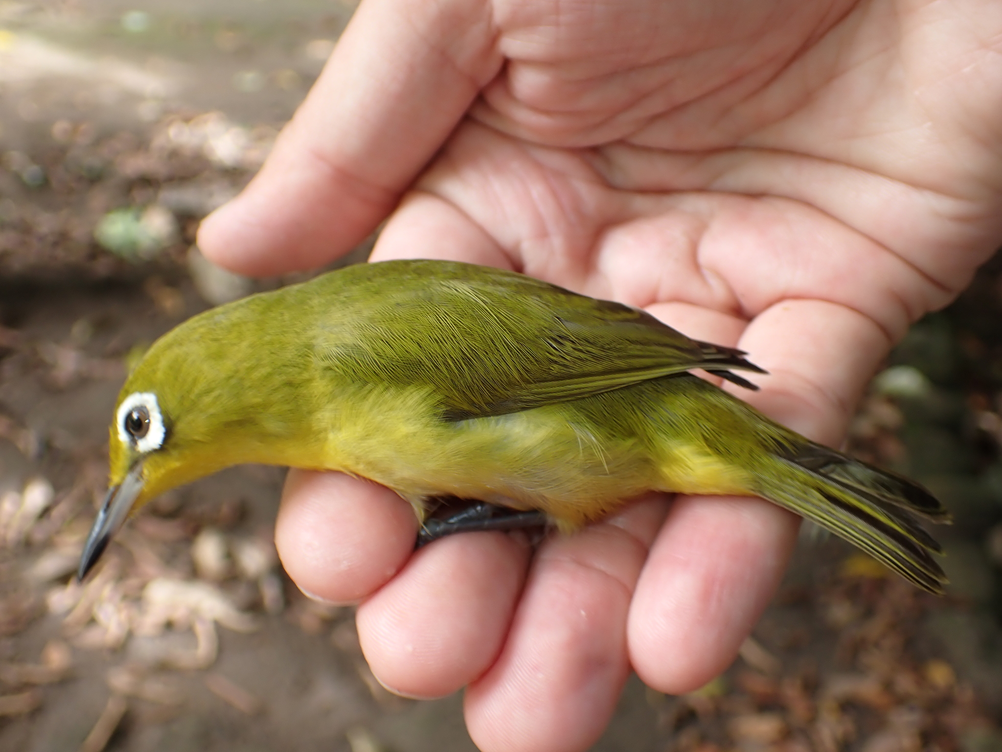Vanuatu White-eye (Zosterops flavifrons), photo 7