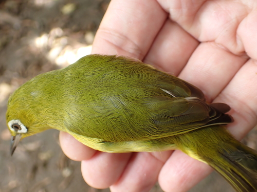 Vanuatu White-eye (Zosterops flavifrons), photo 8