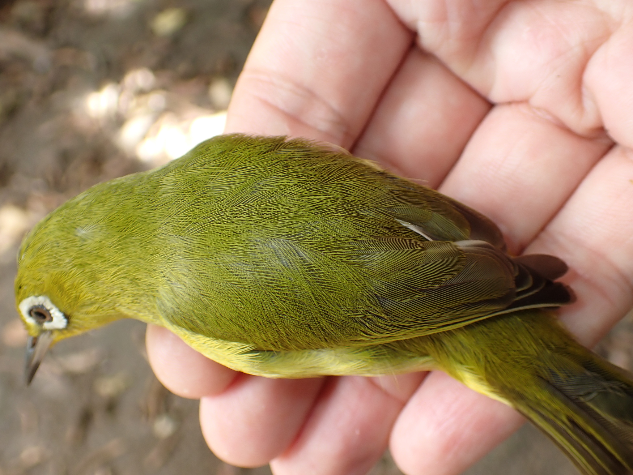 Vanuatu White-eye (Zosterops flavifrons), photo 8