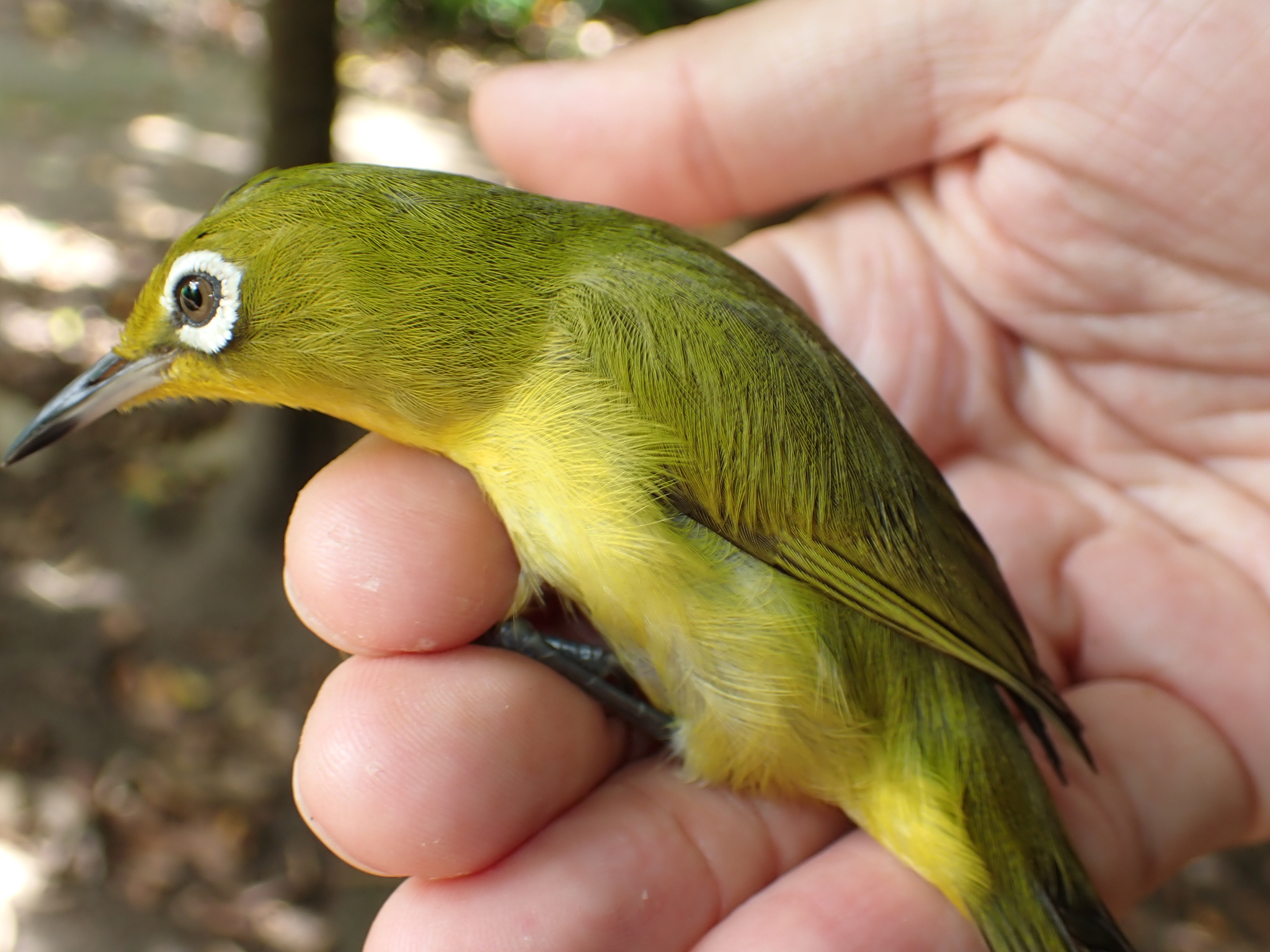 Vanuatu White-eye (Zosterops flavifrons), photo 2
