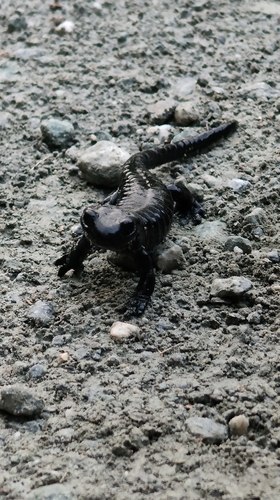 Lanzas fire salamander, Salamandra lanzai