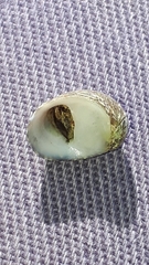 Theodoxus fluviatilis