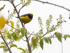 Euphonia trinitatis