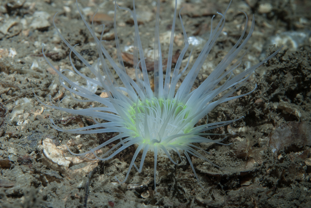 Synarachnactis lloydii