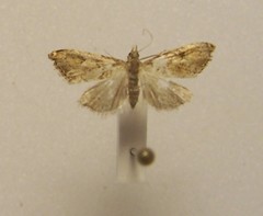 Glaucocharis parorma