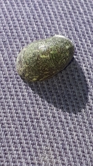 Theodoxus fluviatilis