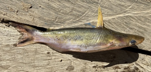 Blacknose driftwood catfish (Tympanopleura atronasus) — Auchenipteridae — 4
