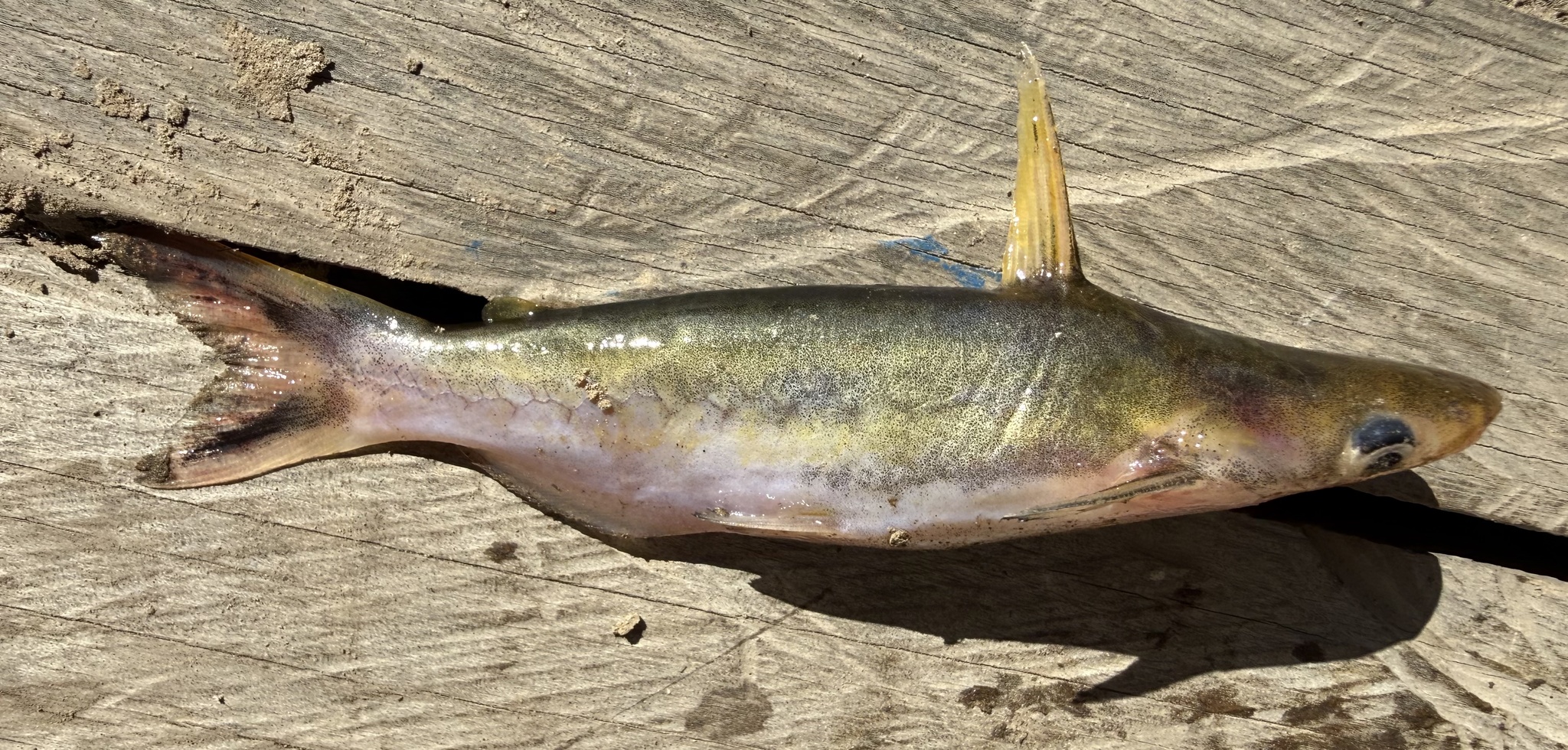 Silver Dolphin Catfish photo 4