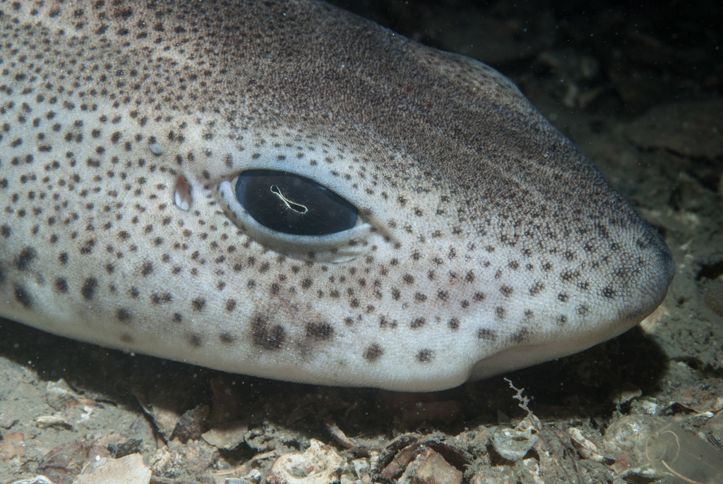 Smallspotted Catshark (Euboea biodiversity) · iNaturalist