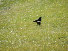 Sturnus vulgaris