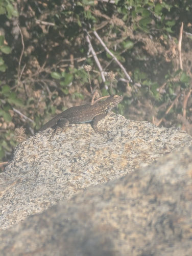 iNaturalist observation photo of Sceloporine Lizards