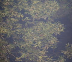 Ranunculus amphitrichus