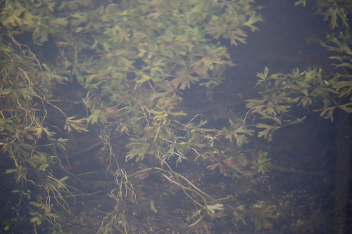 Ranunculus amphitrichus, photograph 1