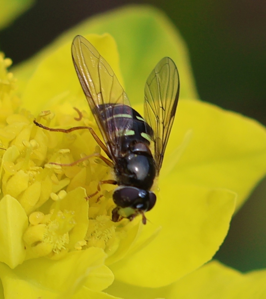 Dasysyrphus neovenustus