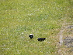 Sturnus vulgaris