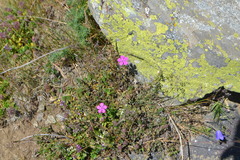 Dianthus deltoides deltoides