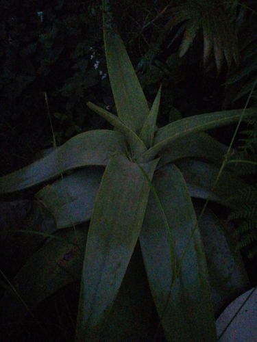 Aloe kouebokkeveldensis